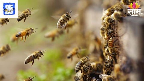 Bee Attack