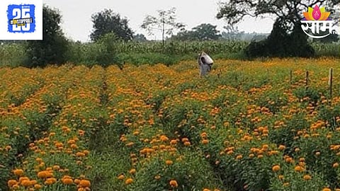 Marigold
