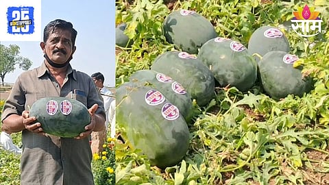 Watermelon Farming