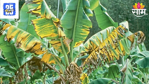 Banana Crop