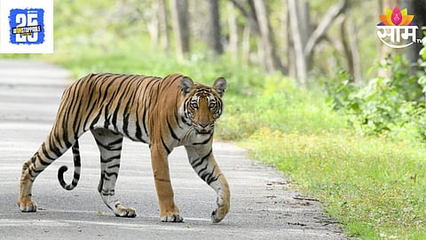 Tiger Attack