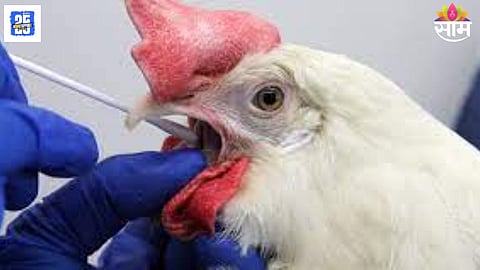Bird Flu