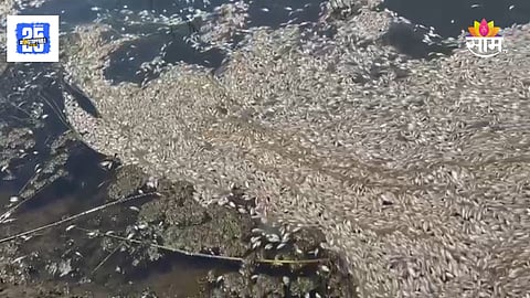 Kudan Lake Thousands of dead fish found