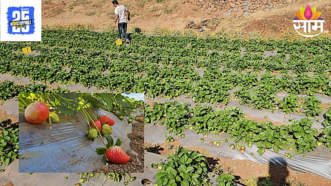 Strawberry Farming