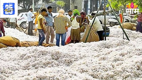 Cotton 