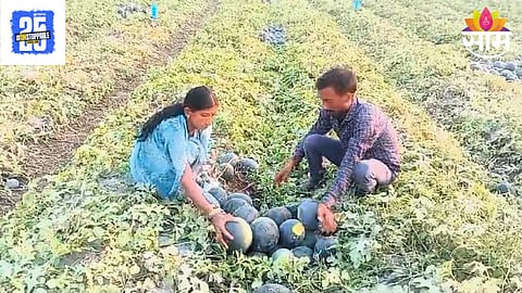 Watermelon Farming