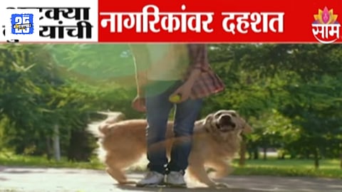 Stray dogs attack 