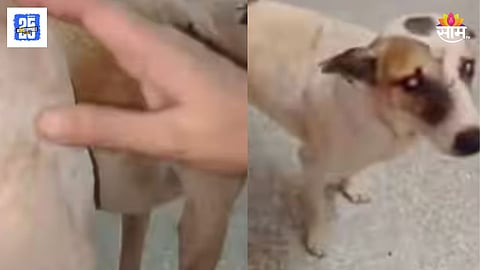 Stray Dogs