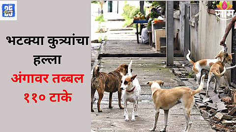 Jalana Stray Dogs News