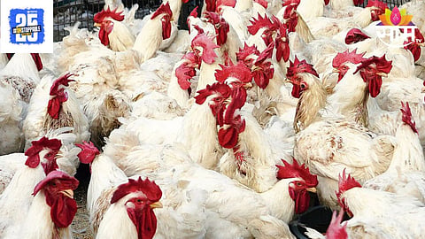 Solapur Bird Flu