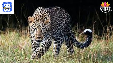 Leopard Attack