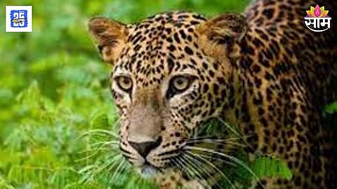 Leopard Attack