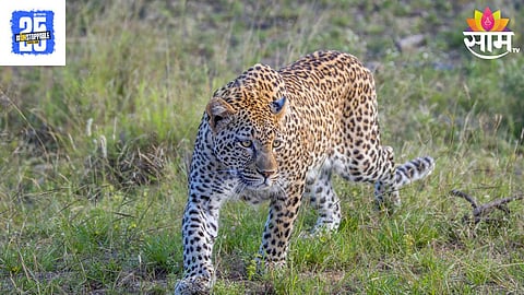 Nagar Leopard 