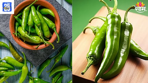 Green Chili 