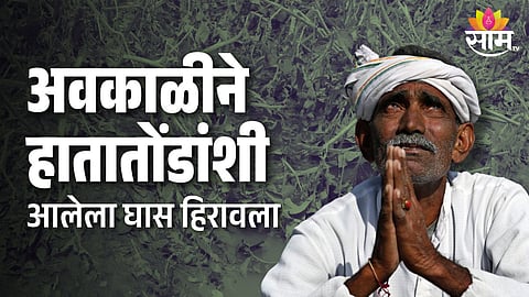 Unseasonal Rain: अवकाळीचा तडाखा! एका रात्रीत उभं पीक आडवं, हातातोंडाशी आलेला घास हिरावला; बळीराजाच्या डोळ्यात पाणी 