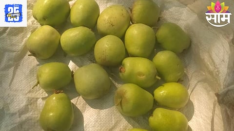 Apple Farming
