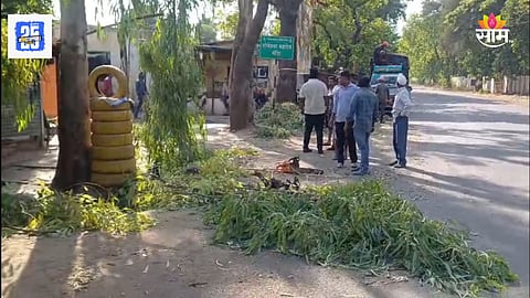 Nashik Accident: आईसोबतचा तो प्रवास ठरला अखेरचा! दुचाकीवरुन जाताना अंगावर पडली झाडाची फांदी, महिलेचा जागीच मृत्यू तर मुलगा गंभीर 