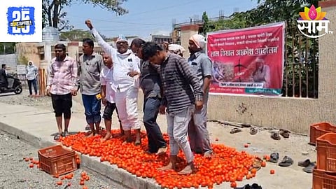 Tomato Price