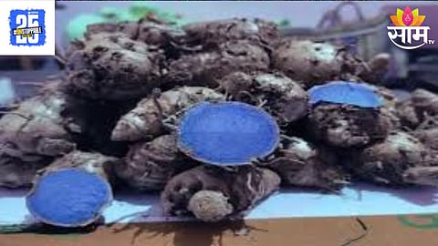 Black Turmeric
