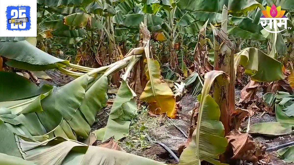 अवकाळी पावसाचा नांदेड जिल्ह्याला तडाखा; नांदला-दिग्रस परिसरात केळी बागांचे मोठे नुकसान