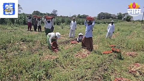 Onion Crop