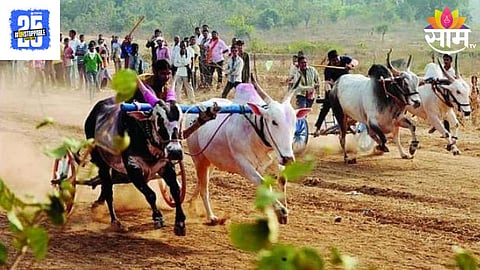 Bullock Cart Race
