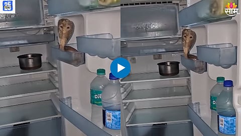 Snake Viral Video