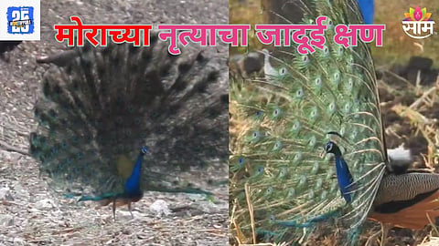 Peacock Dance Video