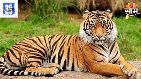Tiger Death