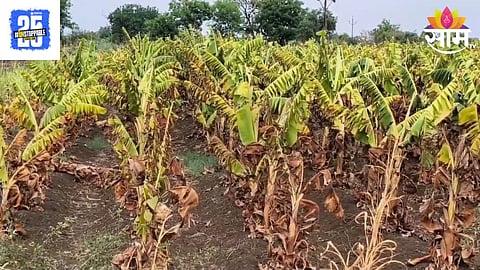 Banana Crop