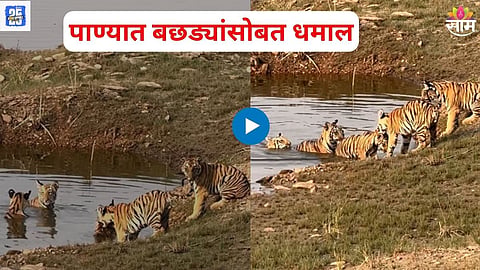 Viral tiger video Maharashtrs