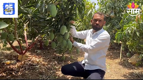 Kesar Mango Farm