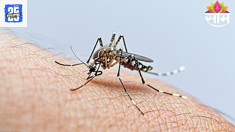 Dengue