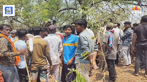 Chimur taluka woman has died in a tiger attack 