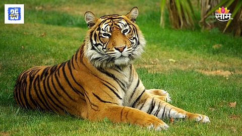 Chandrapur Tiger Attack One Killed