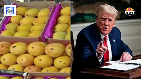 US Rejects Indian Mangoes 