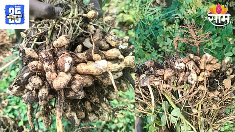 Groundnut Crop