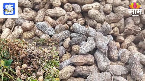 Groundnut Crop