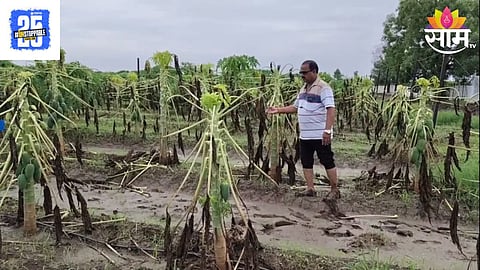 Papaya Crop