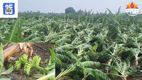 Banana Crop