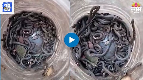 Snake Video