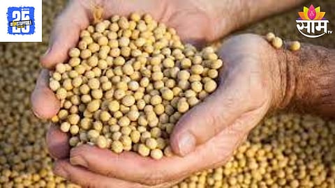 Soyabean Seeds