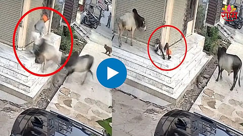 Rajasthan Viral Video