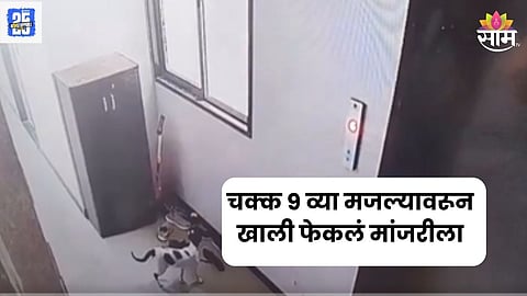 Man Throws Off Cat From 9th Floor