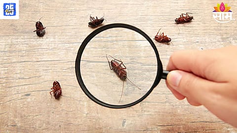 Cockroaches 