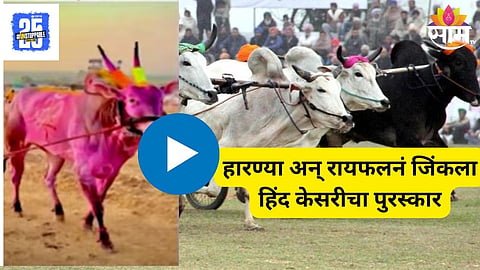 Bullock cart Race 