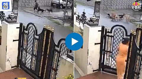8 Year Boy Dog Attack Video
