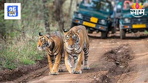 tadoba safari