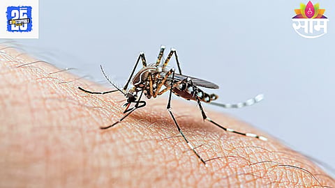 Dengue 