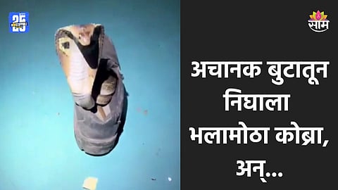 Navi Mumbai: सुरक्षा रक्षकाच्या बुटातून निघाला कोब्रा, फणा काढून बाहेर आला अन्...; पाहा खतरनाक VIDEO 